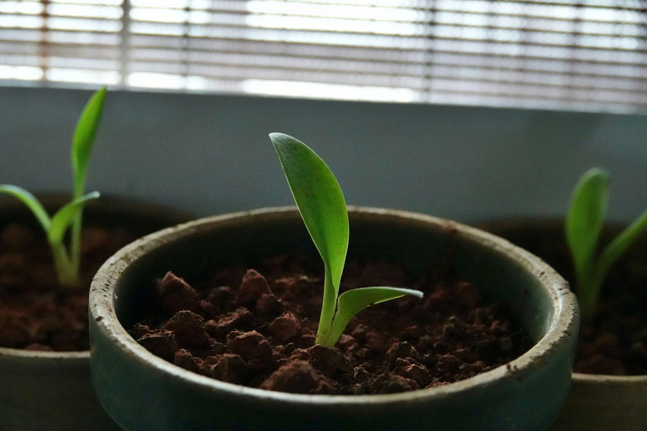 organic growth